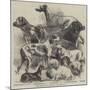 National Exhibition of Dogs at Birmingham-Harrison William Weir-Mounted Giclee Print