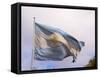 National Flag, Buenos Aires, Argentina-Per Karlsson-Framed Stretched Canvas