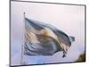 National Flag, Buenos Aires, Argentina-Per Karlsson-Mounted Photographic Print