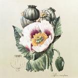 Lithograph of the Opium Poppy-National Library of Medicine-Mounted Premium Photographic Print