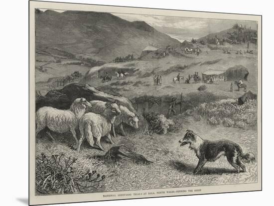 National Sheep-Dog Trials at Bala, North Wales, Penning the Sheep-Samuel Edmund Waller-Mounted Giclee Print