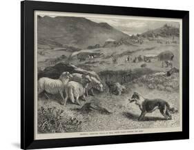 National Sheep-Dog Trials at Bala, North Wales, Penning the Sheep-Samuel Edmund Waller-Framed Giclee Print