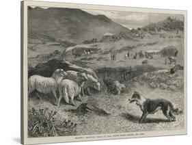 National Sheep-Dog Trials at Bala, North Wales, Penning the Sheep-Samuel Edmund Waller-Stretched Canvas