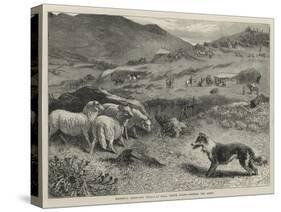 National Sheep-Dog Trials at Bala, North Wales, Penning the Sheep-Samuel Edmund Waller-Stretched Canvas