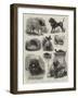 National Show of Sporting and Other Dogs at Birmingham-John Charles Dollman-Framed Giclee Print