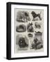 National Show of Sporting and Other Dogs at Birmingham-John Charles Dollman-Framed Giclee Print