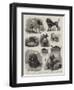 National Show of Sporting and Other Dogs at Birmingham-John Charles Dollman-Framed Giclee Print