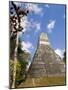 National Tree Called Kapok, Mayan Ruins, Tikal, Guatemala-Bill Bachmann-Mounted Photographic Print