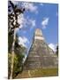 National Tree Called Kapok, Mayan Ruins, Tikal, Guatemala-Bill Bachmann-Mounted Photographic Print