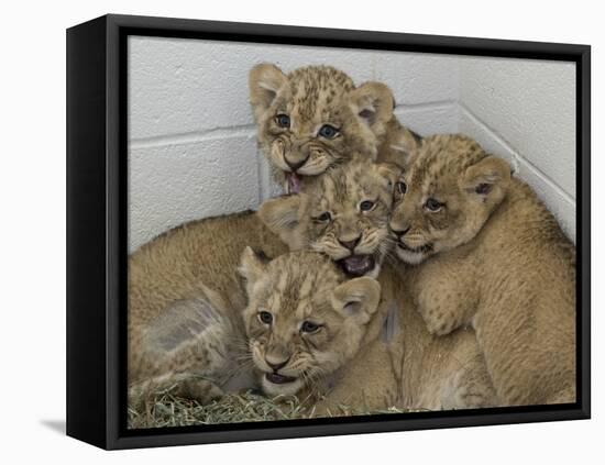 National Zoological Park: African Lion-null-Framed Stretched Canvas