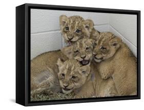 National Zoological Park: African Lion-null-Framed Stretched Canvas