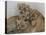 National Zoological Park: African Lion-null-Stretched Canvas