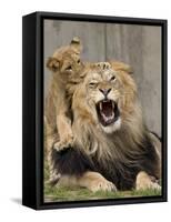 National Zoological Park: African Lion-null-Framed Stretched Canvas