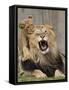 National Zoological Park: African Lion-null-Framed Stretched Canvas