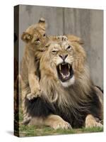 National Zoological Park: African Lion-null-Stretched Canvas