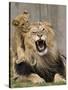 National Zoological Park: African Lion-null-Stretched Canvas