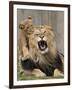 National Zoological Park: African Lion-null-Framed Photographic Print