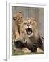 National Zoological Park: African Lion-null-Framed Photographic Print