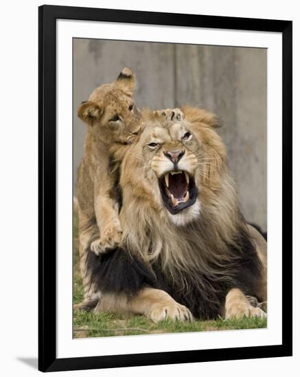 National Zoological Park: African Lion-null-Framed Photographic Print