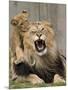 National Zoological Park: African Lion-null-Mounted Photographic Print