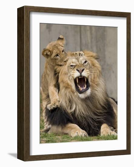 National Zoological Park: African Lion-null-Framed Photographic Print