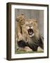 National Zoological Park: African Lion-null-Framed Photographic Print