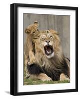 National Zoological Park: African Lion-null-Framed Photographic Print