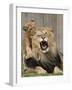 National Zoological Park: African Lion-null-Framed Photographic Print