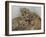 National Zoological Park: African Lion-null-Framed Photographic Print
