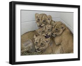 National Zoological Park: African Lion-null-Framed Photographic Print