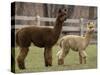 National Zoological Park: Alpaca-null-Stretched Canvas