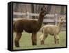 National Zoological Park: Alpaca-null-Framed Stretched Canvas