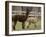 National Zoological Park: Alpaca-null-Framed Photographic Print