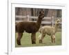 National Zoological Park: Alpaca-null-Framed Photographic Print