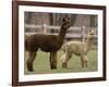 National Zoological Park: Alpaca-null-Framed Photographic Print