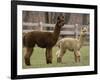 National Zoological Park: Alpaca-null-Framed Photographic Print