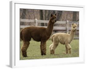 National Zoological Park: Alpaca-null-Framed Photographic Print