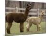 National Zoological Park: Alpaca-null-Mounted Photographic Print