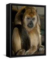 National Zoological Park: Black Howler Monkey-null-Framed Stretched Canvas