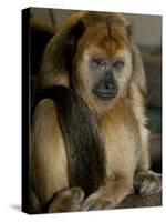 National Zoological Park: Black Howler Monkey-null-Stretched Canvas