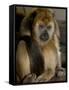 National Zoological Park: Black Howler Monkey-null-Framed Stretched Canvas