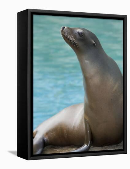 National Zoological Park: California Sea Lion-null-Framed Stretched Canvas