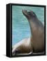 National Zoological Park: California Sea Lion-null-Framed Stretched Canvas