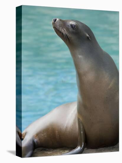 National Zoological Park: California Sea Lion-null-Stretched Canvas