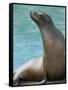National Zoological Park: California Sea Lion-null-Framed Stretched Canvas