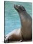 National Zoological Park: California Sea Lion-null-Stretched Canvas