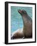 National Zoological Park: California Sea Lion-null-Framed Premium Photographic Print