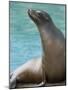 National Zoological Park: California Sea Lion-null-Mounted Premium Photographic Print