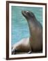 National Zoological Park: California Sea Lion-null-Framed Photographic Print