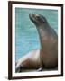 National Zoological Park: California Sea Lion-null-Framed Photographic Print